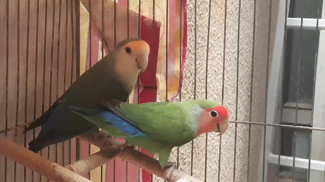 طوطی برزیلی|پرنده|آباده, |دیوار