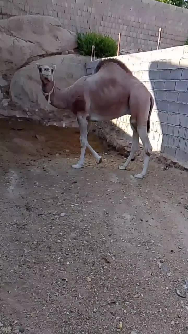 شتر|حیوانات مزرعه|خفر, |دیوار