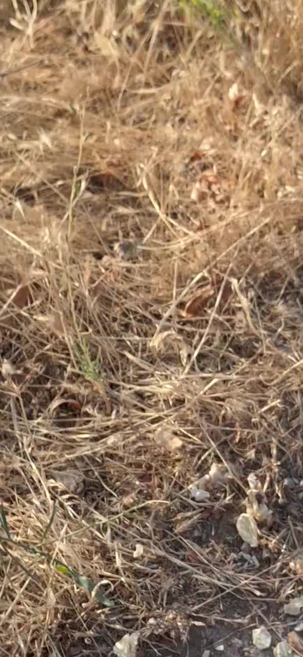 سگ‌‌پاکوتاه|سگ|اهر, |دیوار