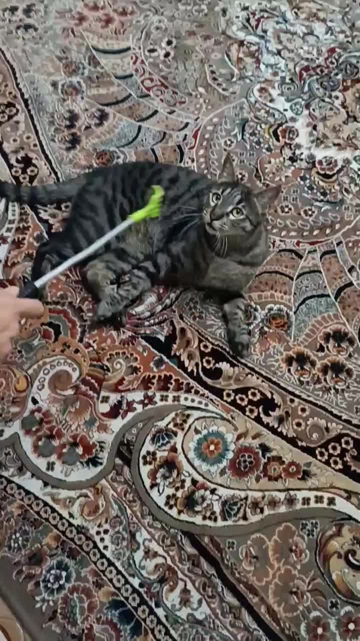 واگزاری گربه ی نر نژاد DSH|گربه|کرج, حصارک پایین|دیوار