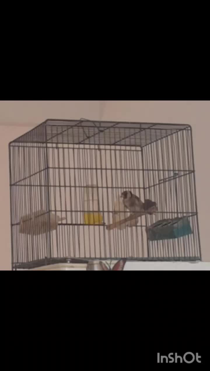 سهره بخوان|پرنده|فردیس, قریشی|دیوار