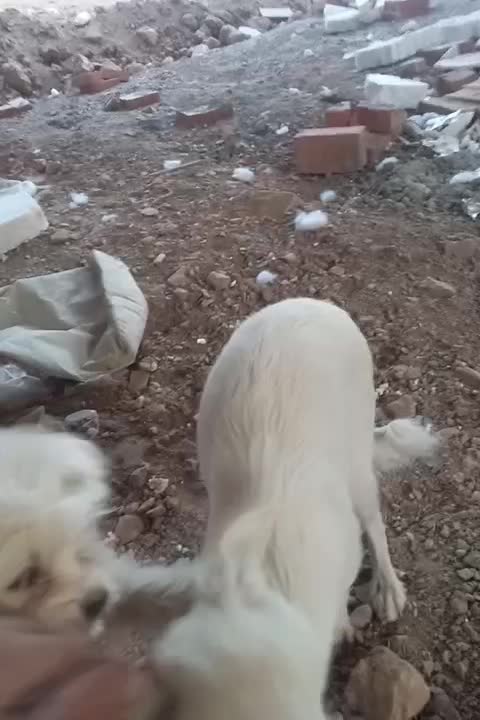 واگذاری سگ|سگ|کرمان, |دیوار