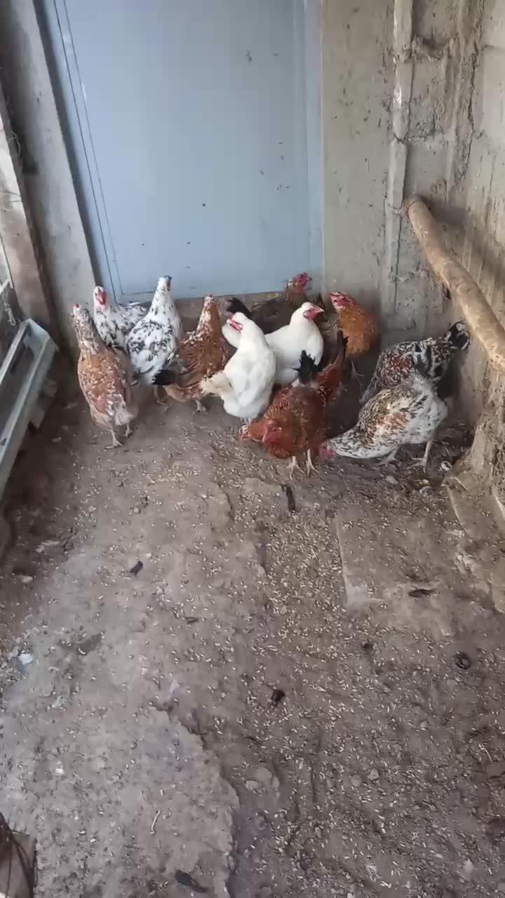 گلین اصل|حیوانات مزرعه|ارشق, |دیوار