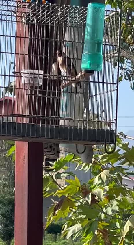 سهره نر حلقه پا|پرنده|آستارا, |دیوار