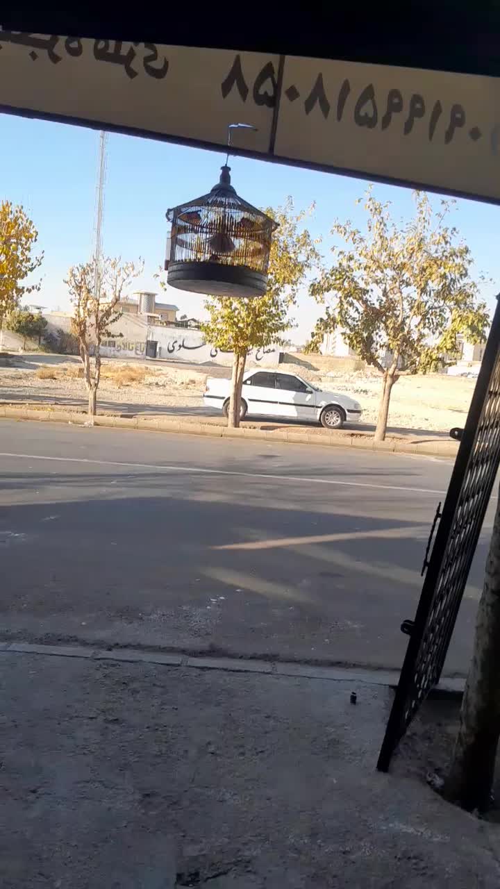 یک عدد سهره خاکی مثت خون|پرنده|فردیس, ثابتی|دیوار