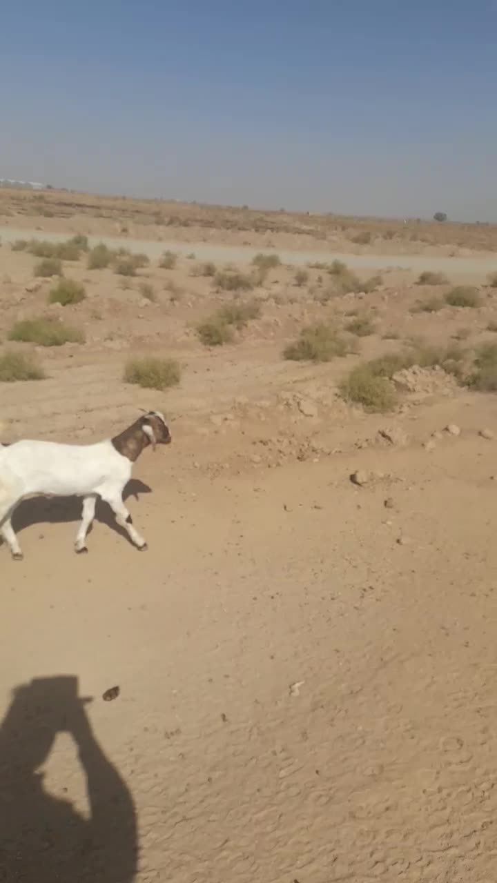 بز آبستن فروشی|حیوانات مزرعه|تربت جام, جامرود|دیوار