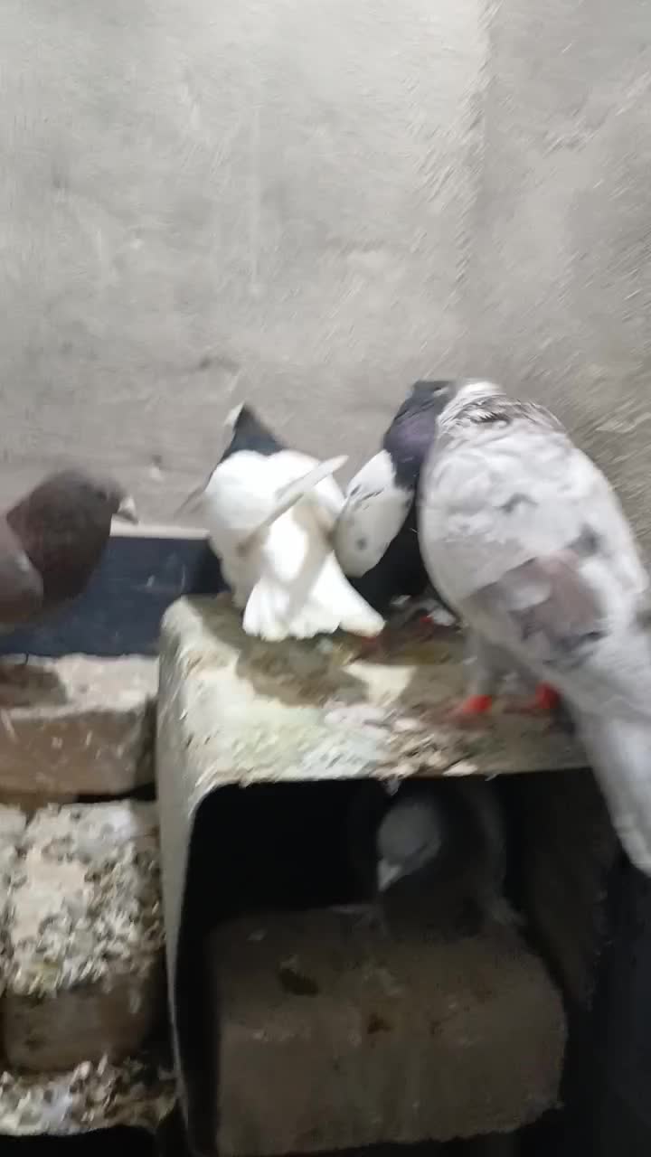 کفتر درجه ۱|پرنده|شیراز, حومه شیراز|دیوار