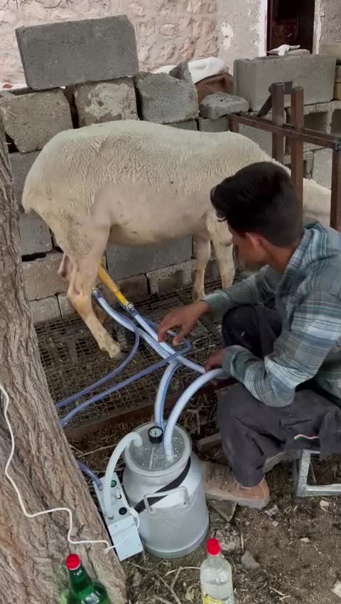 شیردوش شارژی بز گوسفند گاو و شتر|لوازم جانبی حیوانات|شیراز, فرهنگ شهر|دیوار