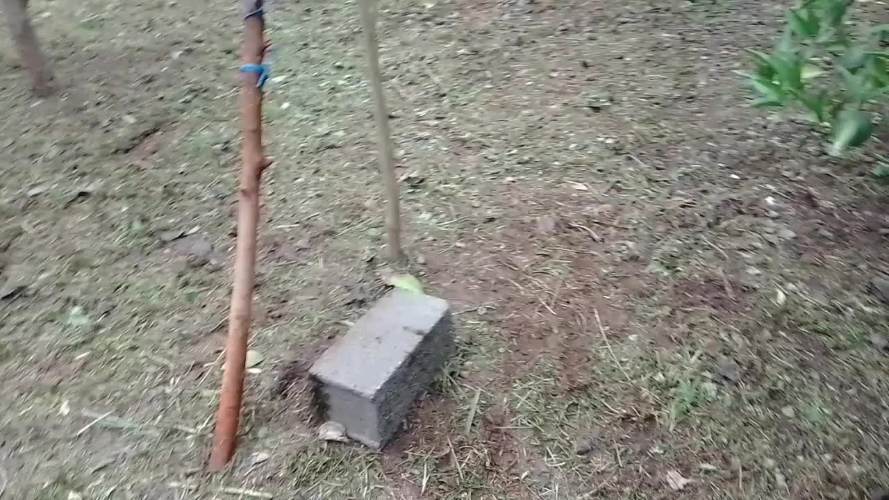 علفتراشی هرس برش چوب وغیره|خدمات باغبانی و درختکاری|عباس‌آباد, |دیوار