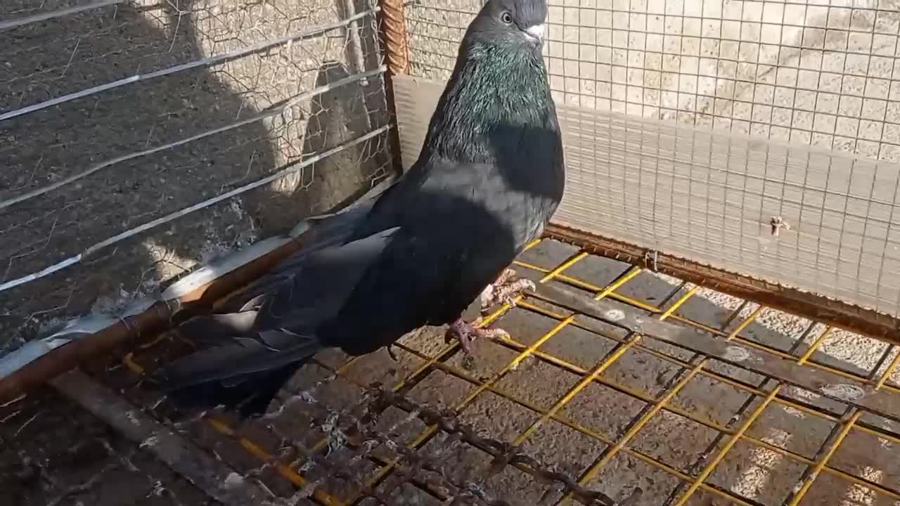 فروش نر قنار|پرنده|میاندوآب, |دیوار