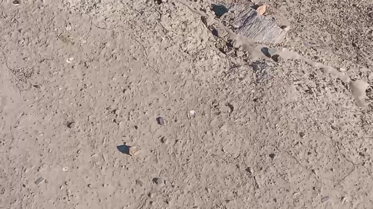 کبوتر|پرنده|جوکار, |دیوار