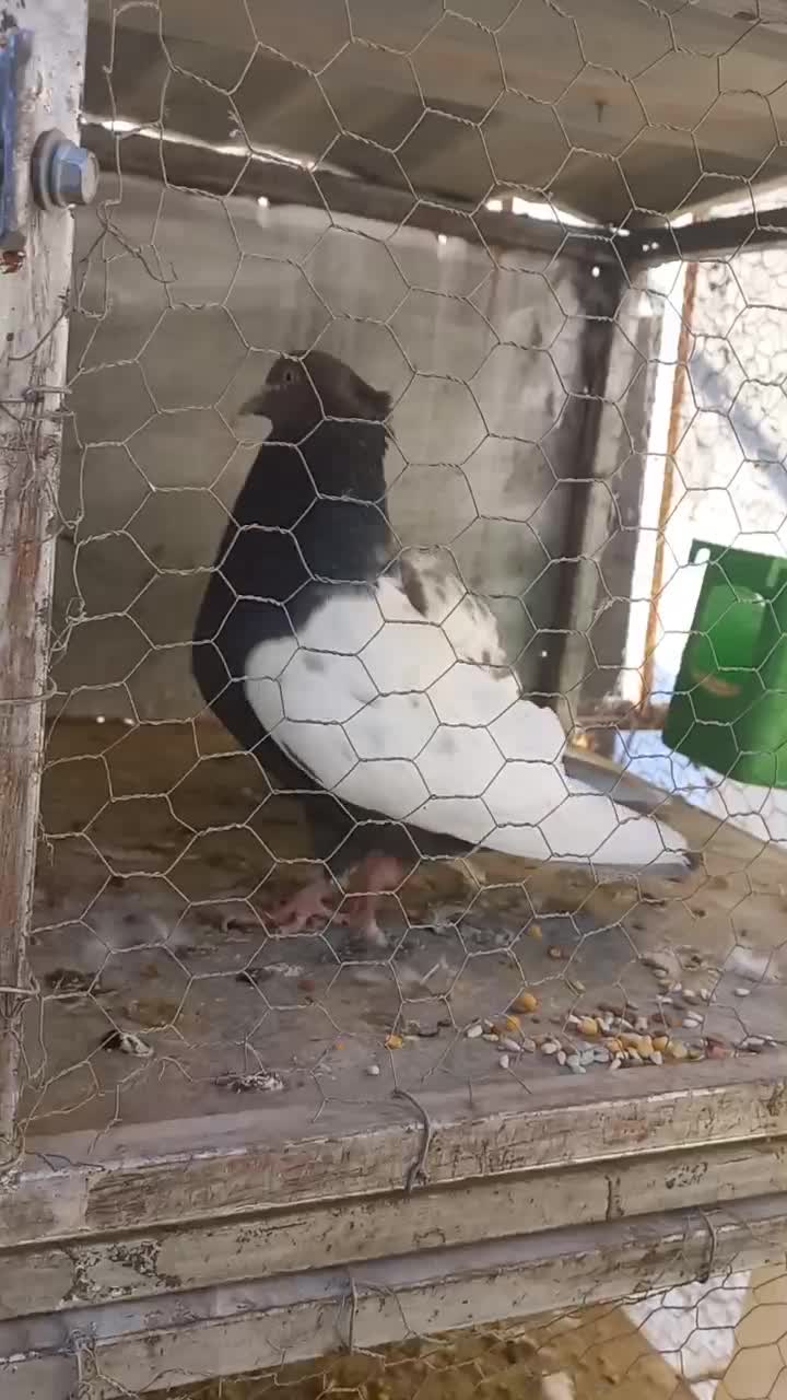 طوقی ودوکت، نراراکی،سرور، نوک ریز سینه ای|پرنده|اردکان, |دیوار