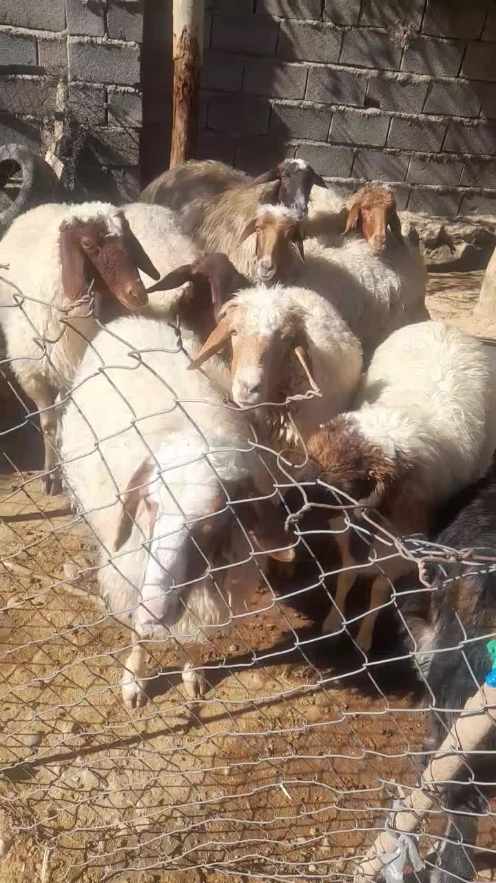 باسلام چند تا گوسفند  جوان  داشتی به فروش میرسد|حیوانات مزرعه|زرین آباد, |دیوار
