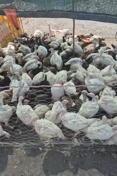 جوجه مرغ و خروس و بقلمون|حیوانات مزرعه|کرمان, |دیوار