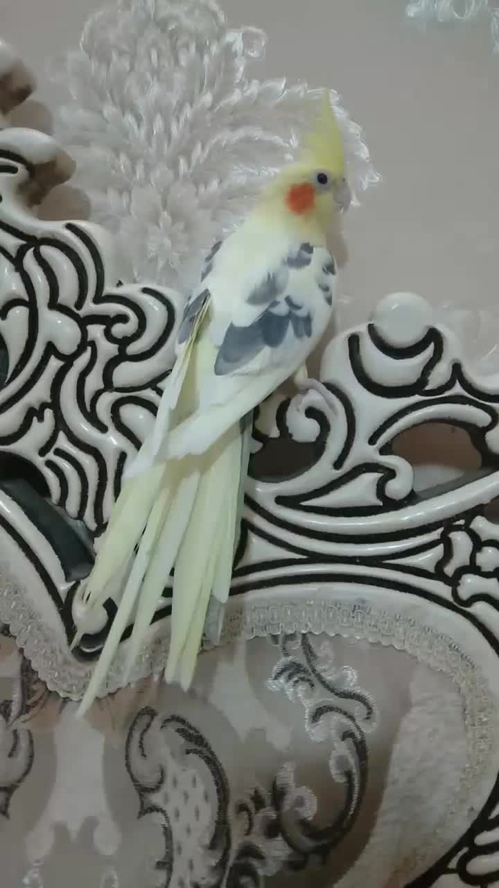 عروس هلندی نردرشتوسلامت|پرنده|قدس, شهرقدس|دیوار