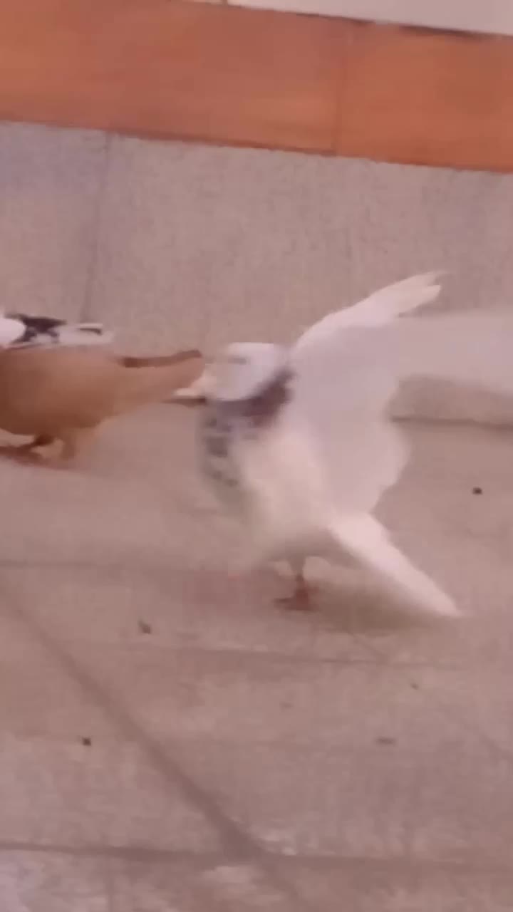 کبوتر|پرنده|نجف‌آباد, یزدانشهر|دیوار