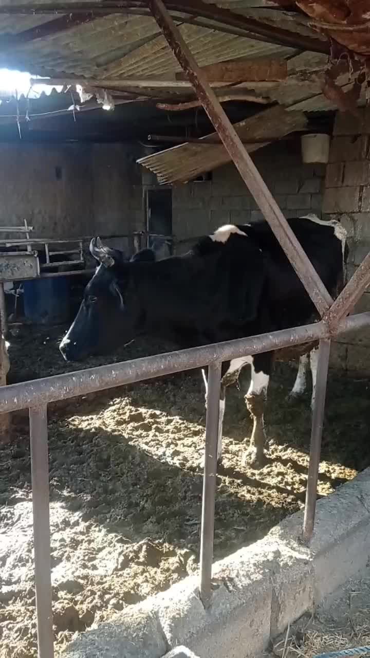 گاو زایبده درجه یک|حیوانات مزرعه|بهبهان, |دیوار