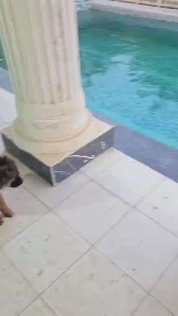 توله ماده و نر ژرمن شپرد|سگ|محمدشهر, محمدشهر|دیوار