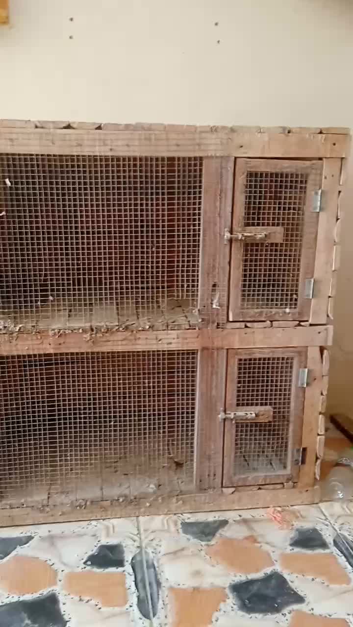 قفس جفت گاه دوطبق. دوعدد|لوازم جانبی حیوانات|بندر دیر, |دیوار