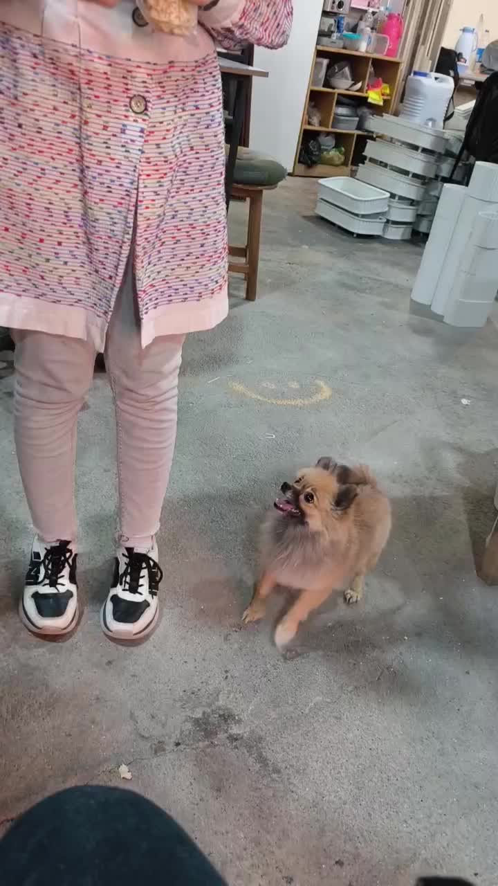 سگ پامر روباهی گمشده است|حیوانات|شیراز, رکنآباد|دیوار