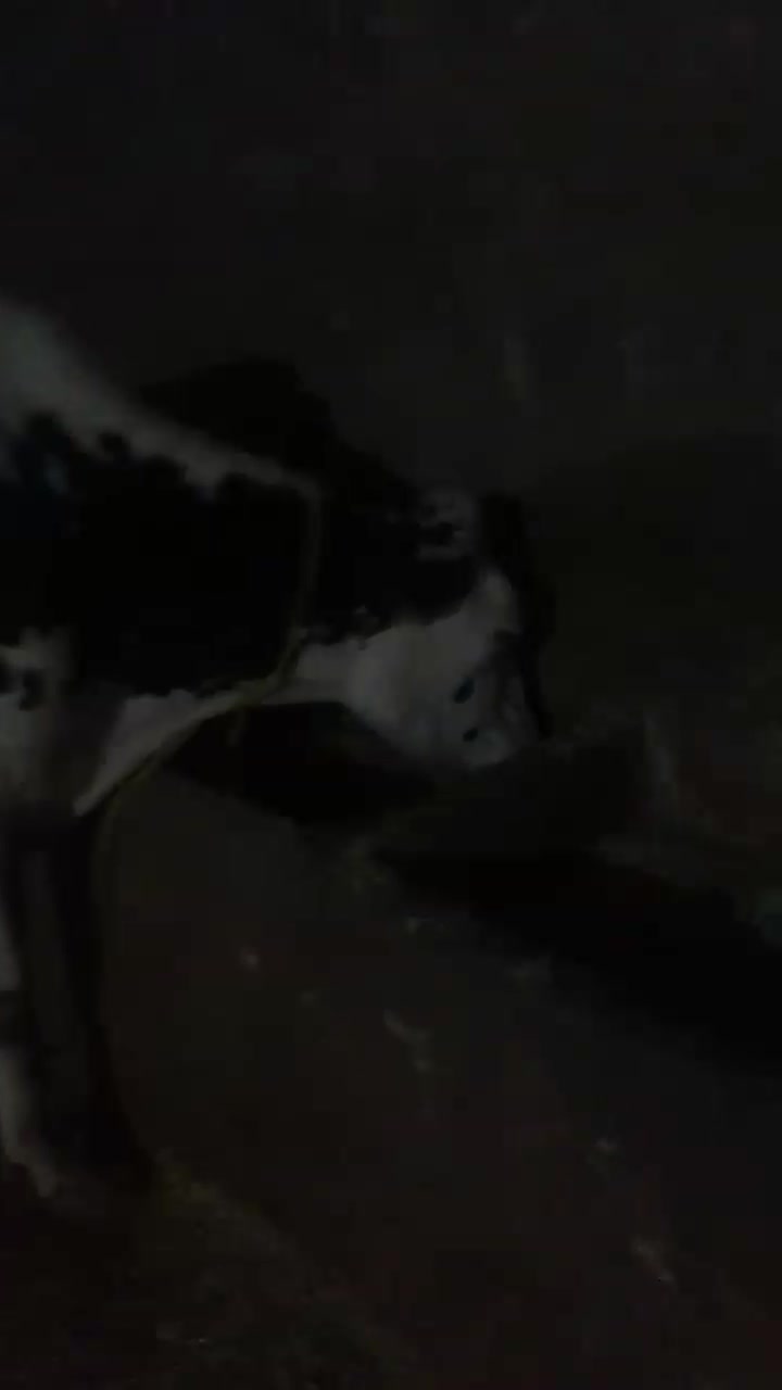 تلیسه آبستن گاوشیری|حیوانات مزرعه|صحنه, |دیوار