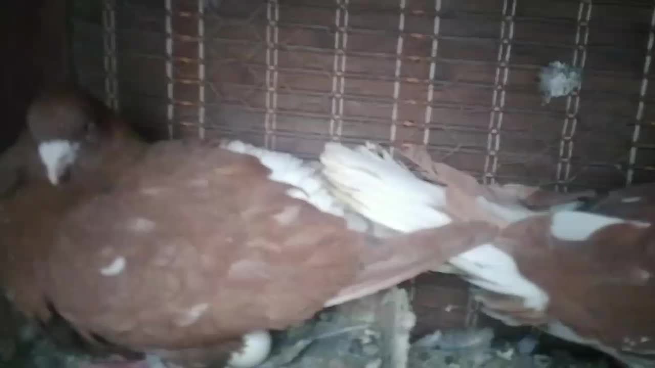 کبوتر،کفتر،رنگی نقش،سرخ دم سفید خال مشکی|پرنده|فولادشهر, C4|دیوار