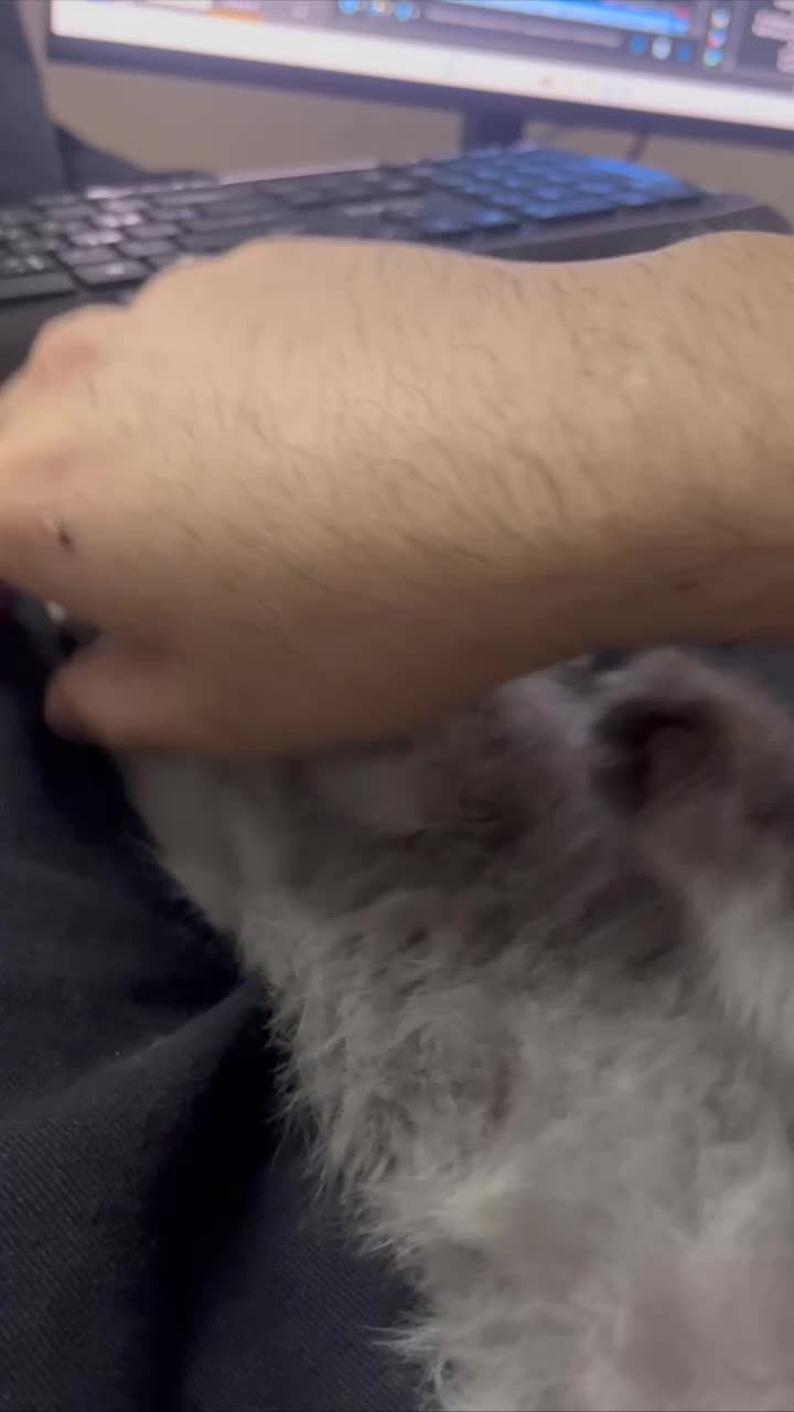 گربه ماده اسکاتیش ۲ ماهه|گربه|اسلام‌شهر, شهرک قائمیه|دیوار