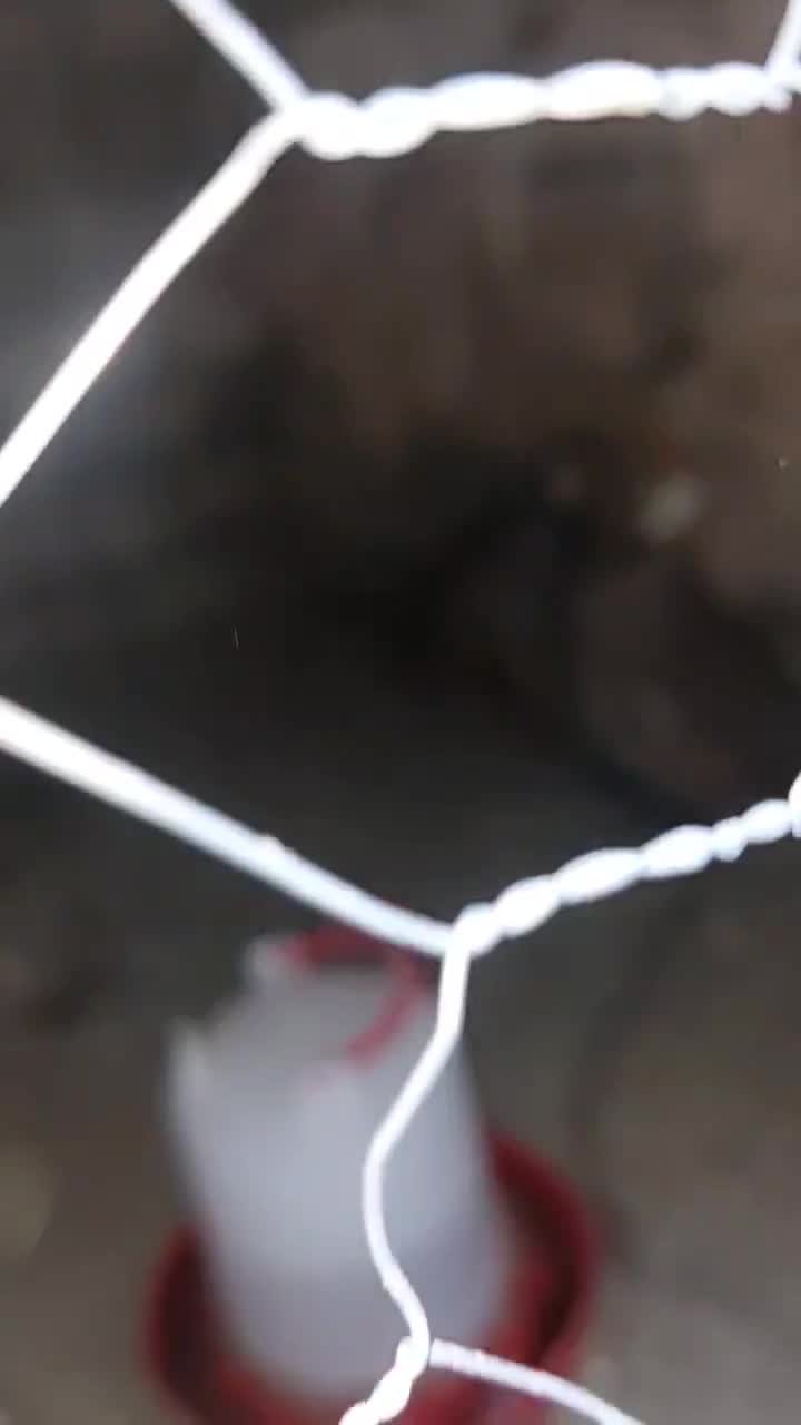 مرغ کوهی و محلی|حیوانات مزرعه|ایرانشهر, |دیوار