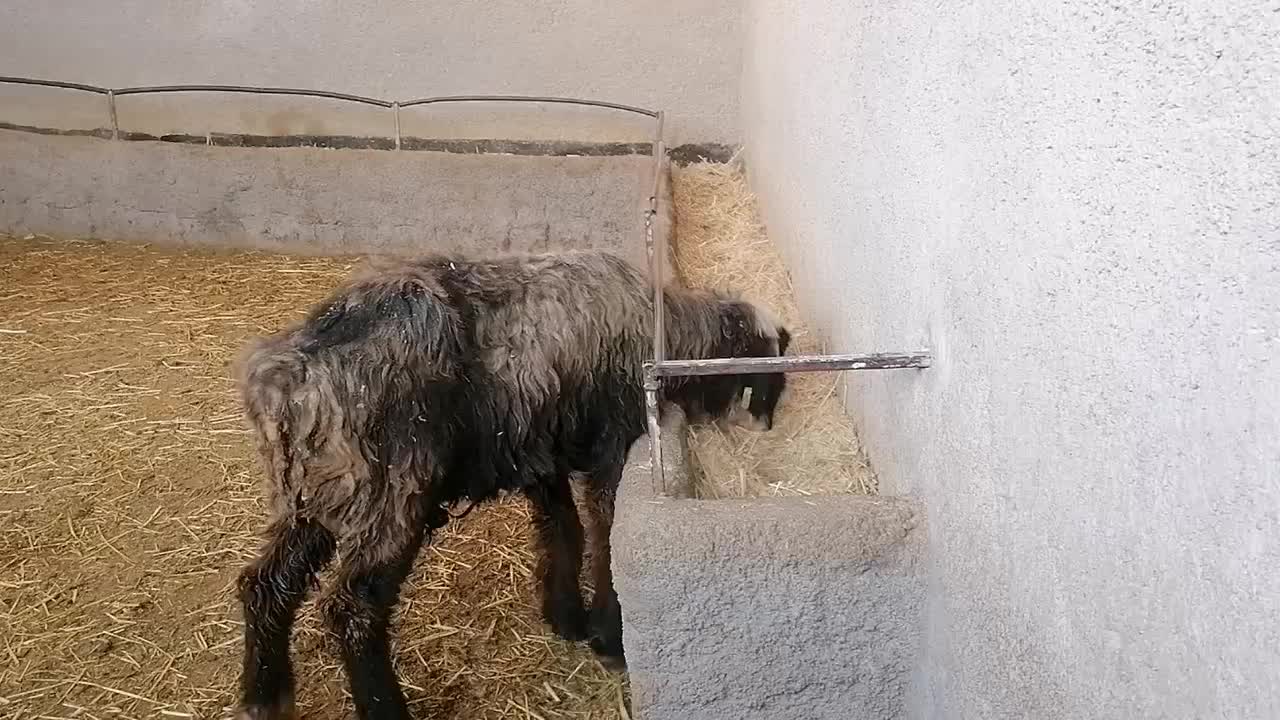 فروش یک راس میش|حیوانات مزرعه|مرودشت, مجد آباد|دیوار