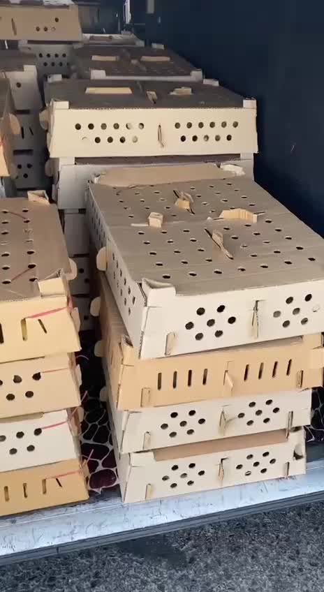 اردک مگ مکی|حیوانات مزرعه|ایرانشهر, |دیوار