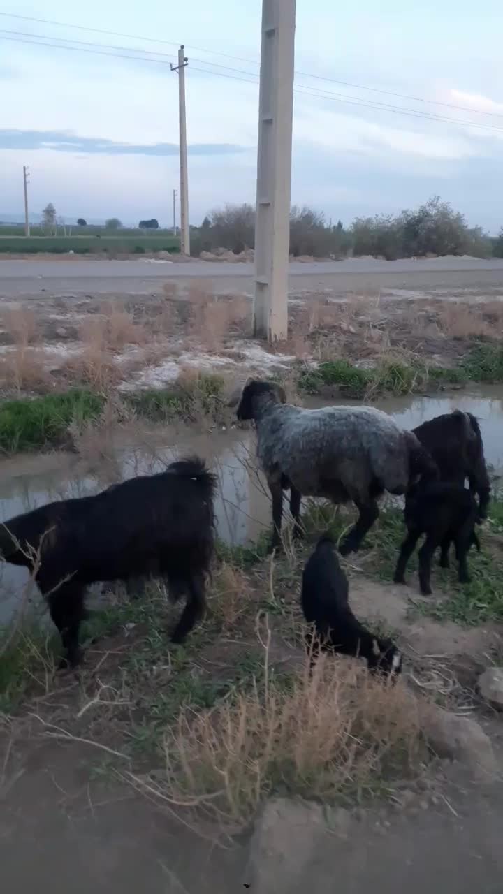 شیشک قوچ شاخی|حیوانات مزرعه|جوادآباد, |دیوار