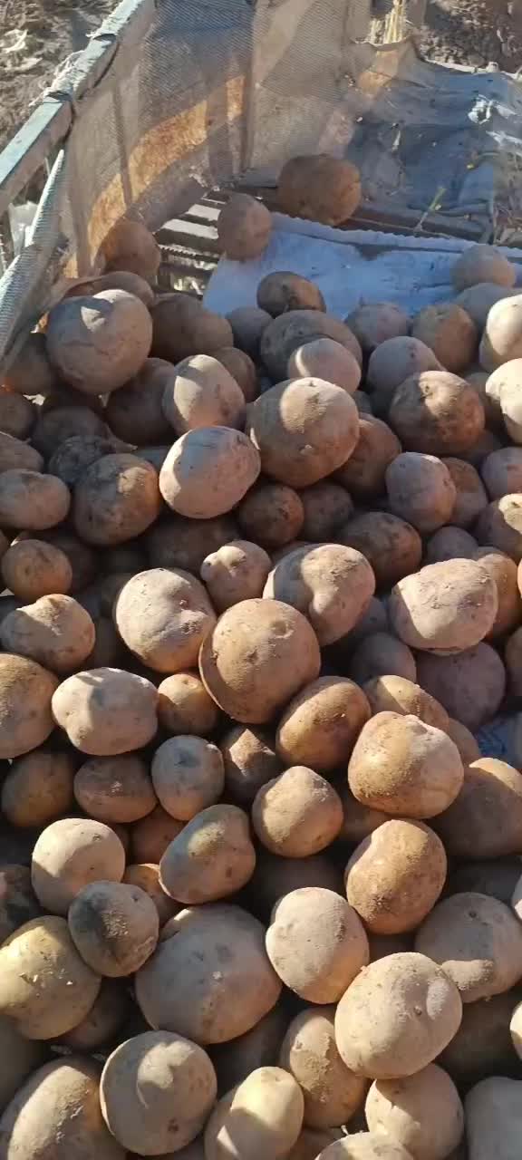 فروش سیب زمینی سانتا|خدمات باغبانی و درختکاری|تهران, پارک شهر|دیوار