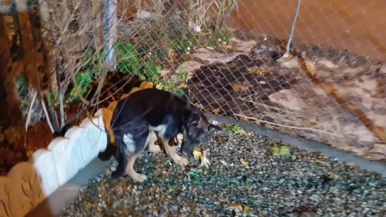 توله ژرمن چهارماهه شناسنامه دار|سگ|کرمانشاه, |دیوار