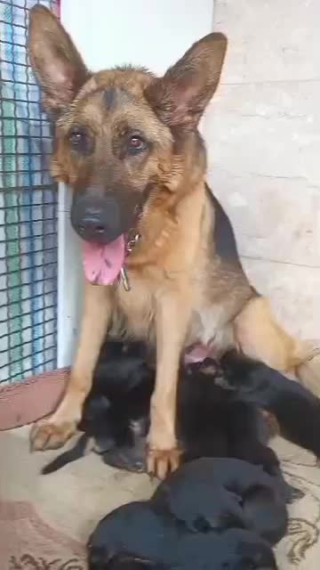 سگ ژرمن ماده|سگ|ماهدشت, |دیوار