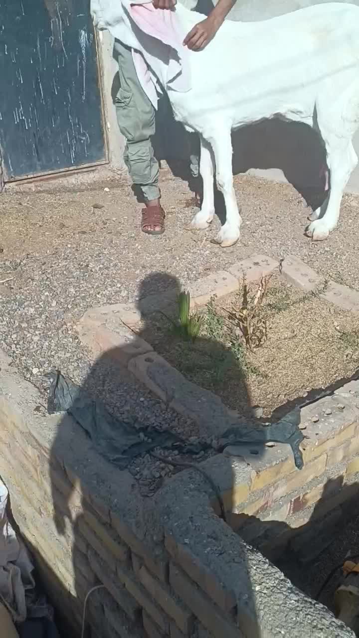 بزهای وارداتی پاکستانی اصیل چند قلو زا|حیوانات مزرعه|پائین جام, |دیوار