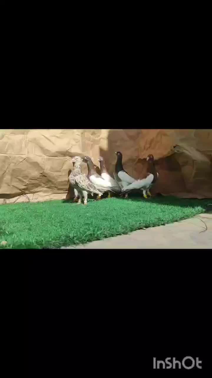 نر درجه یک کبوتر|پرنده|باوی, |دیوار