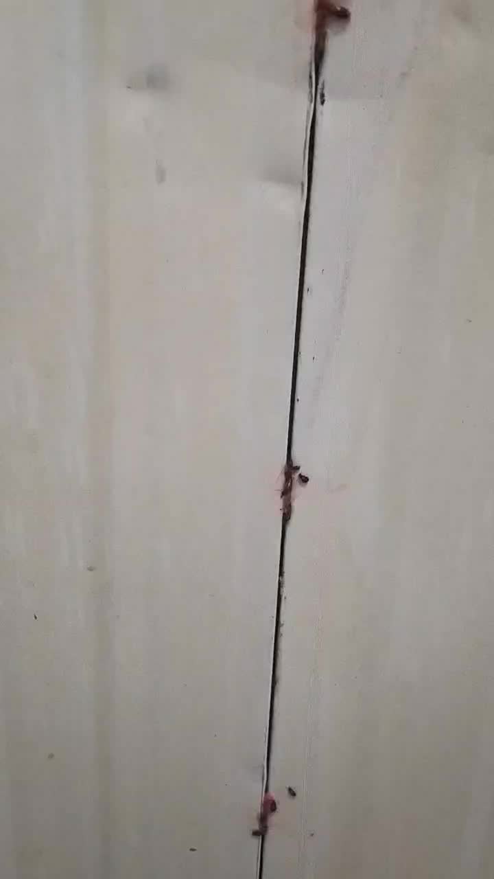 حذف تضمینی سوسک و مورچه بدون سمپاشی با مواد گیاهی|خدمات نظافت|ارومیه, |دیوار