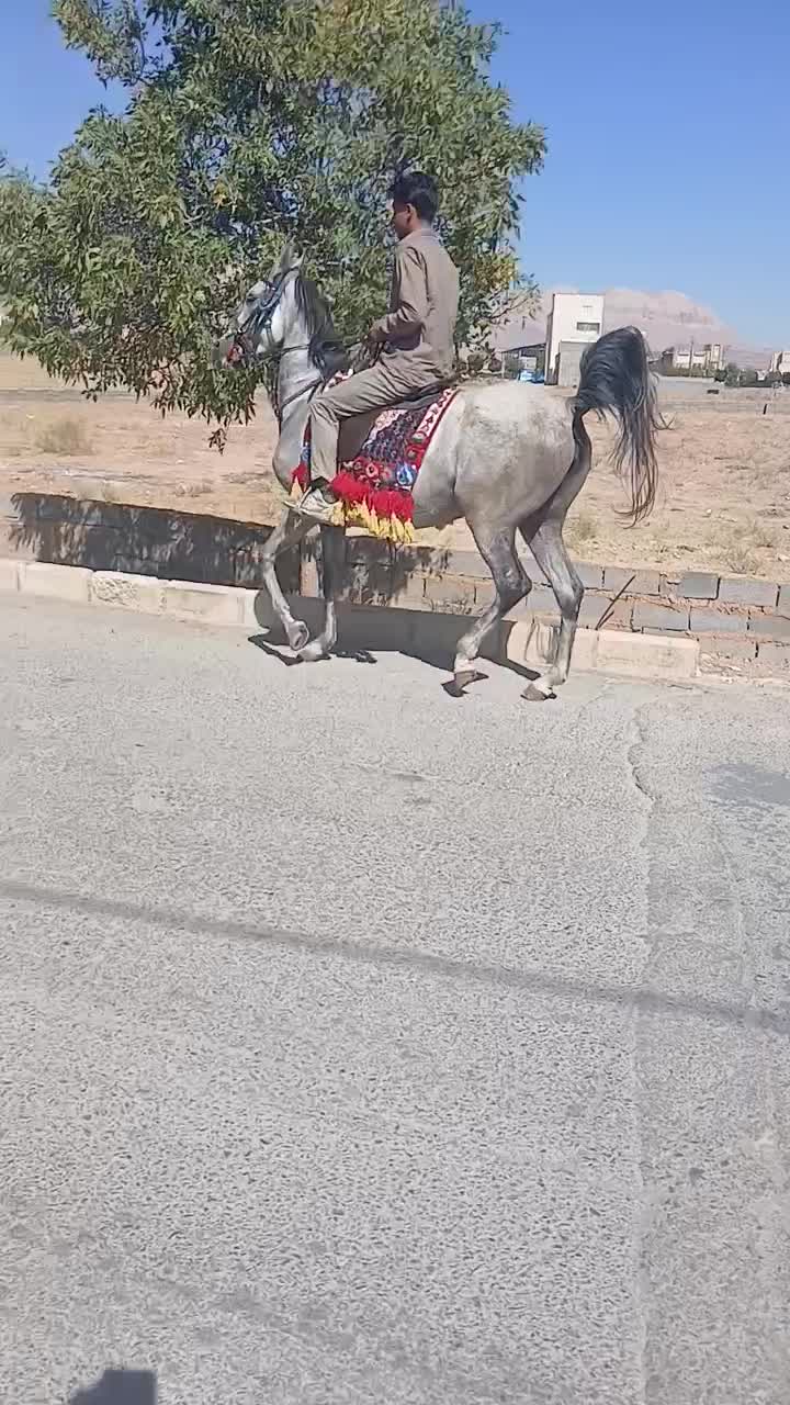 مادیان درشت سر دم گیز|اسب و تجهیزات اسب‌سواری|اراک, |دیوار