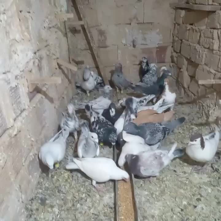 هفرنگ هوایی جوجه گیری|پرنده|فرح دشت, |دیوار