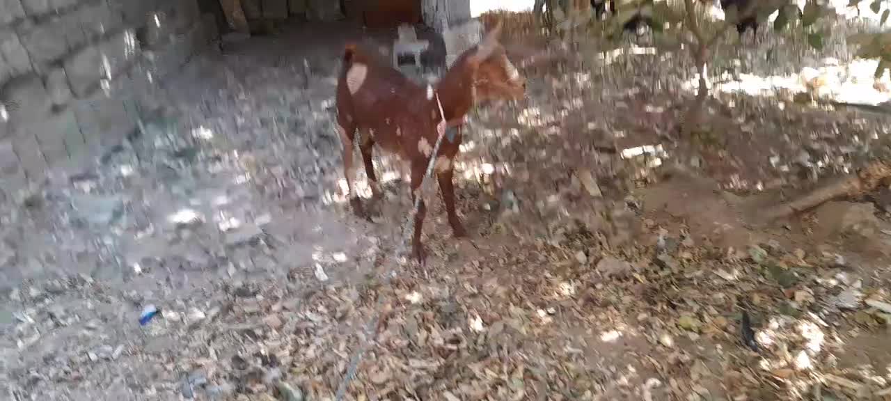 بز شکالی نر|حیوانات مزرعه|بندر گناوه, |دیوار