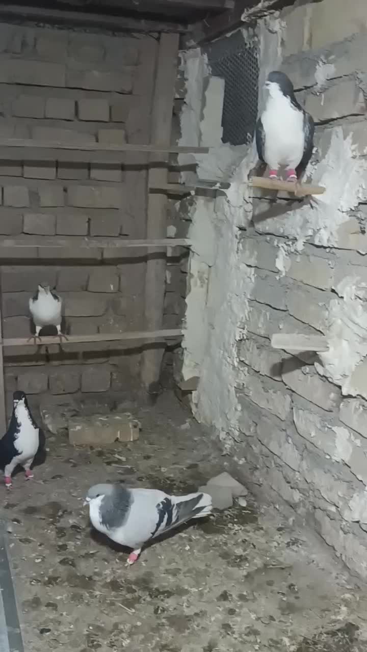 کبوتر رنگی|پرنده|محمدیه-قزوین, |دیوار