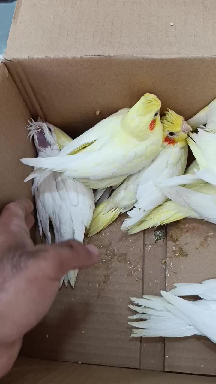 جوجه عروس لوتینو و آلبینو سرلاکی کیفیت بالاودونخور|پرنده|خورموج, |دیوار