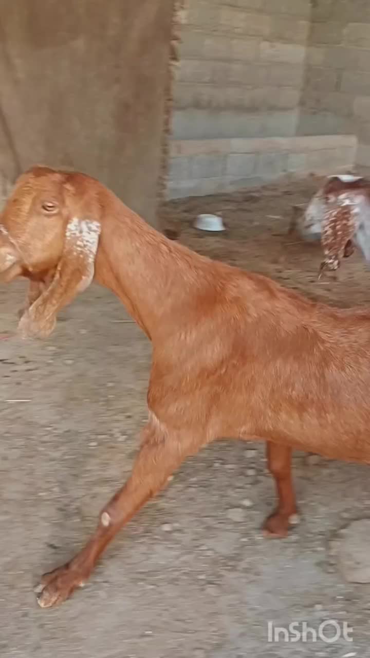 بز آبستن شیری|حیوانات مزرعه|گنبد کاووس, |دیوار