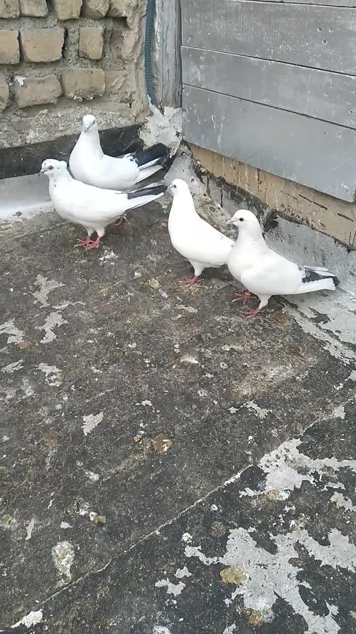 کبوتر پرشی|پرنده|اسلام‌شهر, شهرک امام حسین (میان آباد)|دیوار