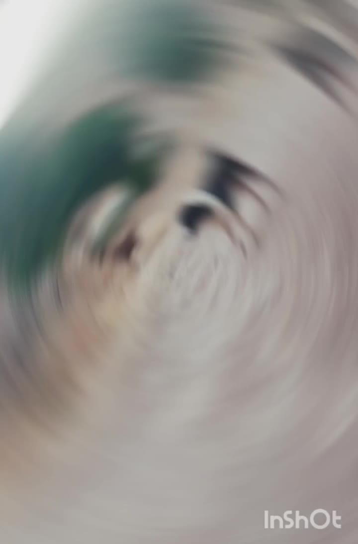 سگ قدریجان|سگ|شباب, |دیوار