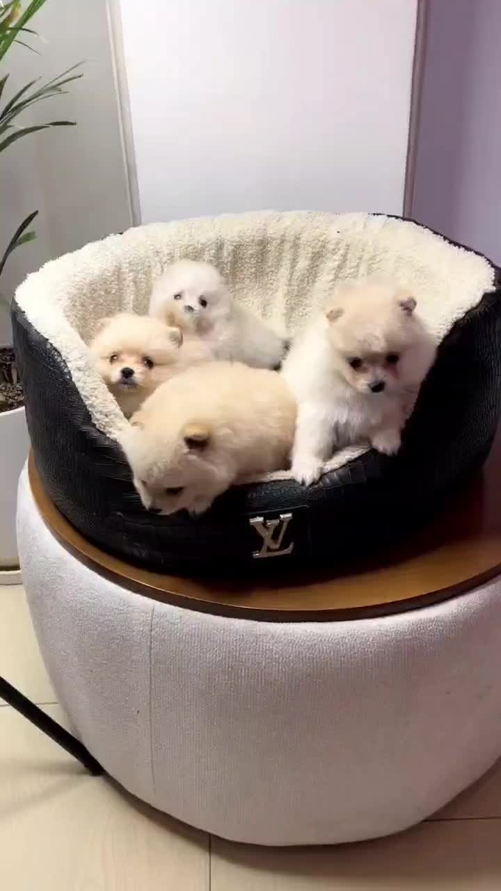 پامر خرسی عروسکی|سگ|رشت, دیانتی|دیوار