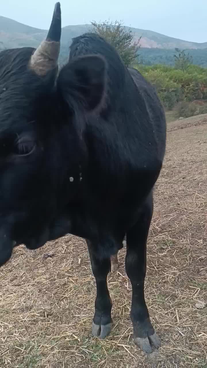 گاو نر ورزا چالوسی|حیوانات مزرعه|رودبار, |دیوار