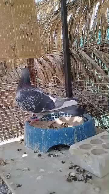 کبوتر پلاکی مسافتی|پرنده|نجف‌آباد, یزدانشهر|دیوار