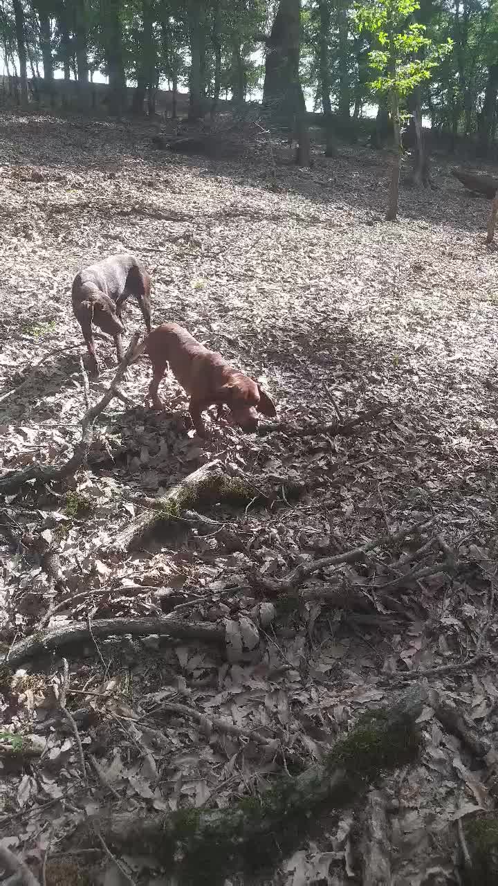 سگ شکاری ترافل حرفه ای|سگ|فراغی, |دیوار