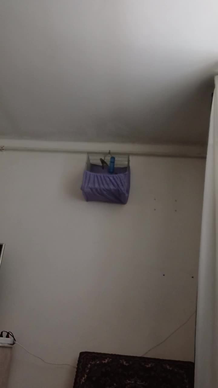 دورگه|پرنده|بانه, |دیوار